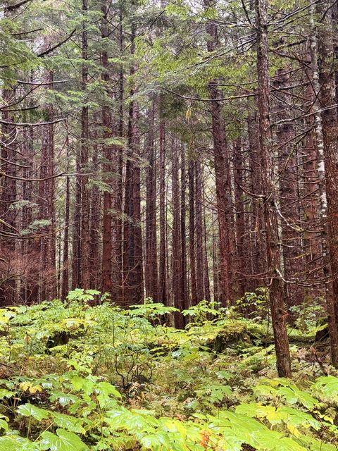 Nass Valley Fir Cathedral