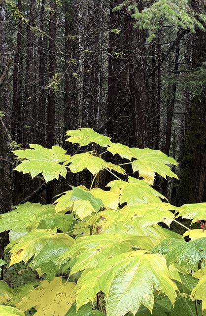 Yellowing Maple Saplings in Nass Valley