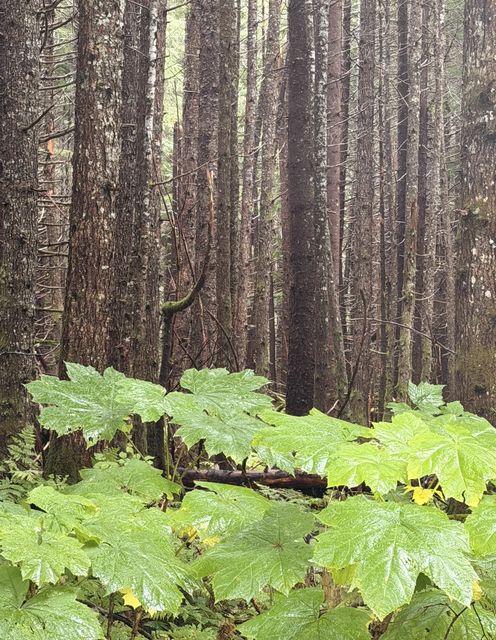Glossy Understory, Area A Nass Valley