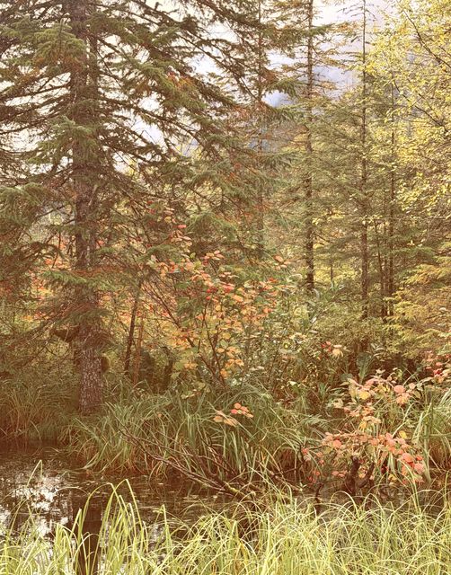 Nass Valley Autumn Marsh