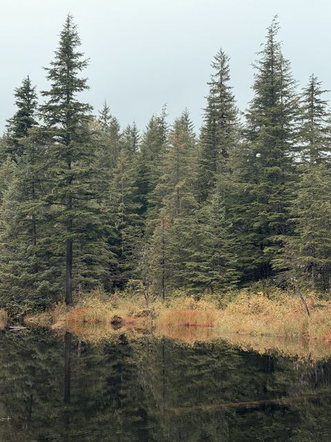 Nass Valley Marsh Reflections