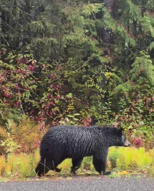 Bear at Nass Valley Roadside