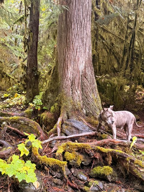 Nass Valley Cedar and Dog