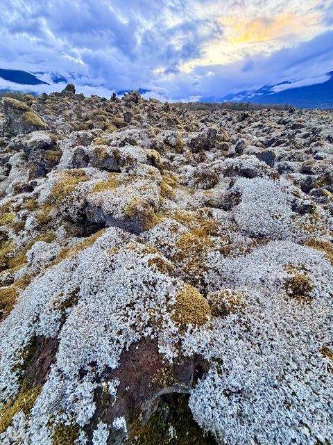 Nass Valley Lichen Field at Dusk