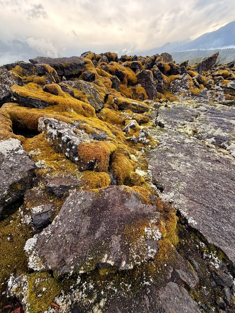 Moss-Covered Lava at Tree Cast