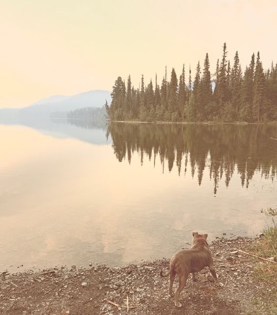 Dog on Lone Butte lakeshore