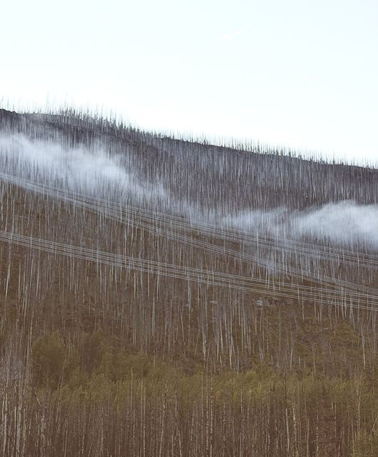Sukunka Valley ghost trees in fog