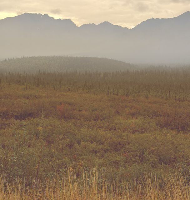 Late Summer Mist over Tanacross Tundra