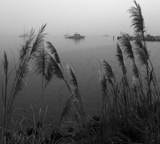 Pampas Grasses in Fog at Bodega Bay