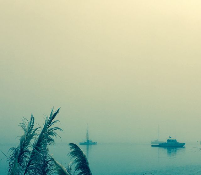 Misty Morning at Bodega Bay