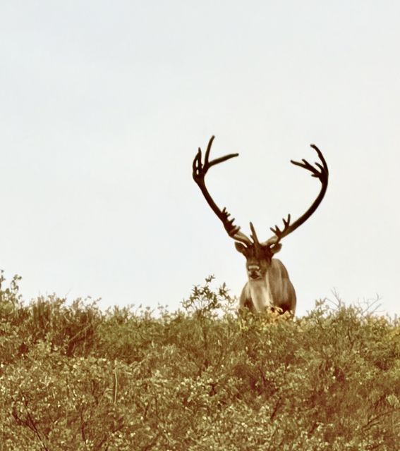 Bull Caribou on Denali Ridge, Alaska