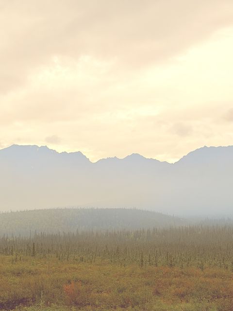 Golden Haze over Tanacross Tundra