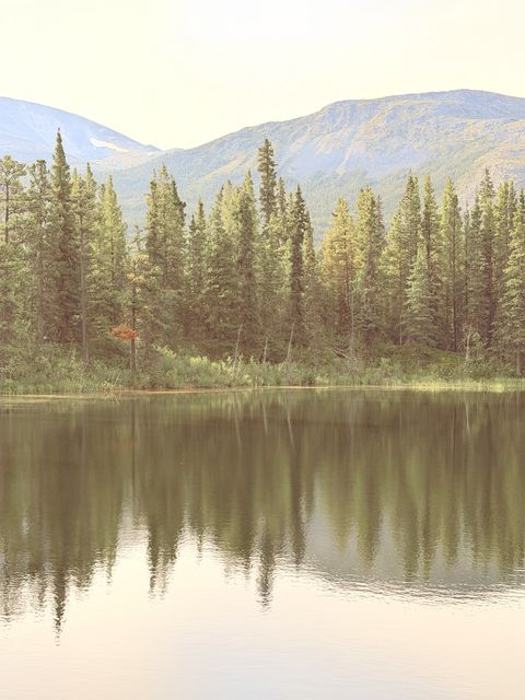 Sunlit Pines at Rancheria, Yukon