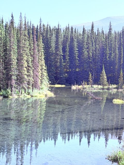 Spruce Reflection in Northern Rockies